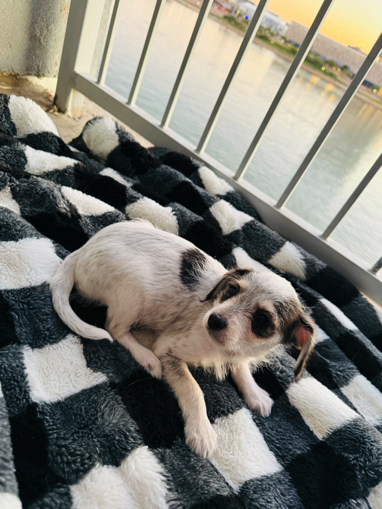 Adorable Husky Chihuahua mix puppy named Spot sitting on a cozy black-and-white blanket with a scenic cityscape in the background.